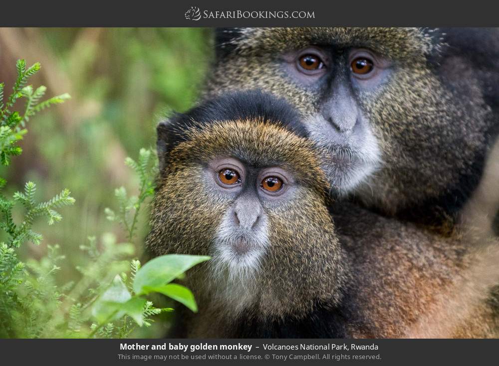 Mother and baby golden monkey in Volcanoes National Park, Rwanda