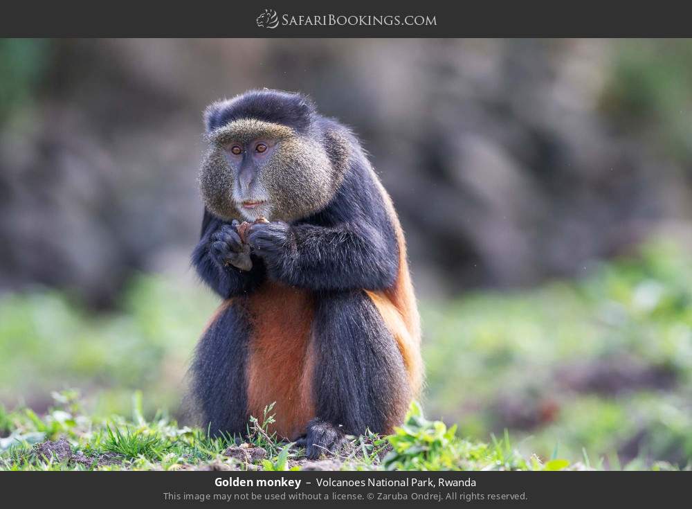 Golden monkey in Volcanoes National Park, Rwanda