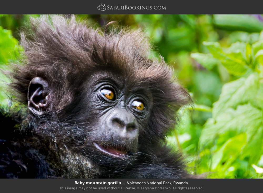 Baby mountain gorilla in Volcanoes National Park, Rwanda