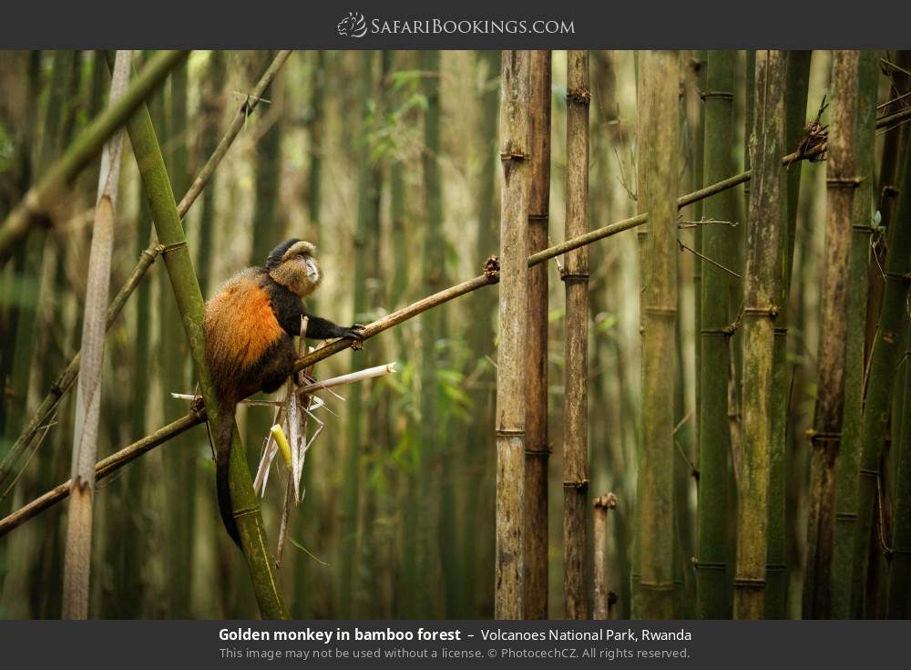 Golden monkey in bamboo forest in Volcanoes National Park, Rwanda