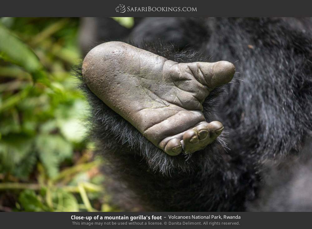 Close-up of a mountain gorilla's foot in Volcanoes National Park, Rwanda