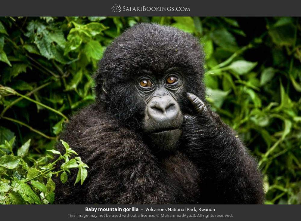 Baby mountain gorilla in Volcanoes National Park, Rwanda