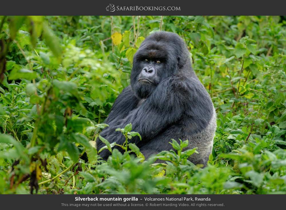 Silverback mountain gorilla in Volcanoes National Park, Rwanda