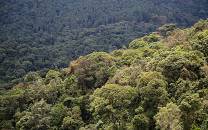 Gishwati-Mukura National Park