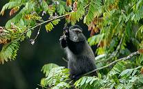 Nyungwe Forest National Park