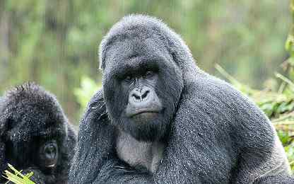 Silverback mountain gorilla, Volcanoes National Park, Rwanda