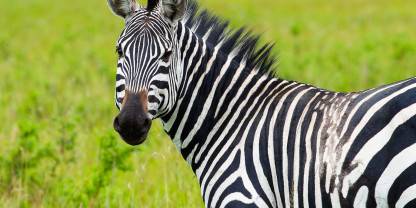 Akagera National Park