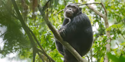 Nyungwe National Park