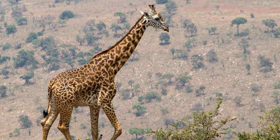 1-Day Akagera National Park Safari Experience