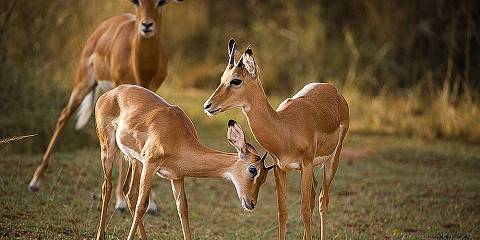 Rwanda Game Drive Safari