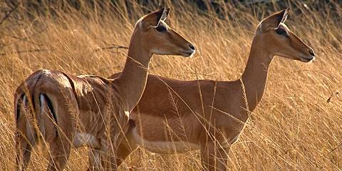 4-Day Rwanda Golden Monkeys and Uganda Gorilla Safari