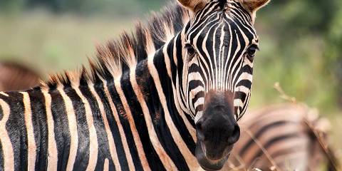 1-Day Exploring the Big 5 of Akagera National Park