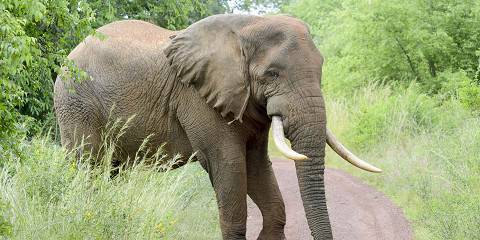 2-Day Akagera National Park Big Five Safari