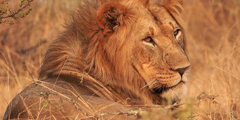 3-Day Transfer to Akagera National Park