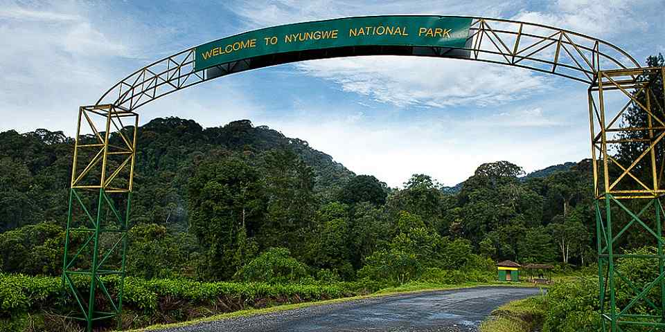 8-Day Rwanda Gorilla & Chimpanzee Trekking Adventure