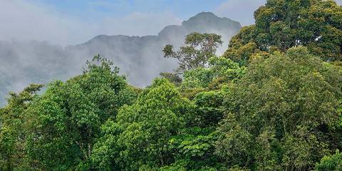 3-Day Nyungwe Primates Safari