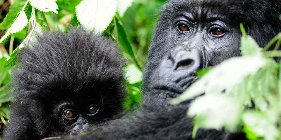 9-Day Uganda Honeymoon with Chimps & Gorillas Safari