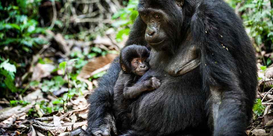 6-Day Discover Rwanda and Uganda Uniqueness