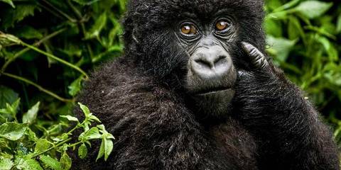 6-Day Exploring Kigali City & Volcanoes National Park