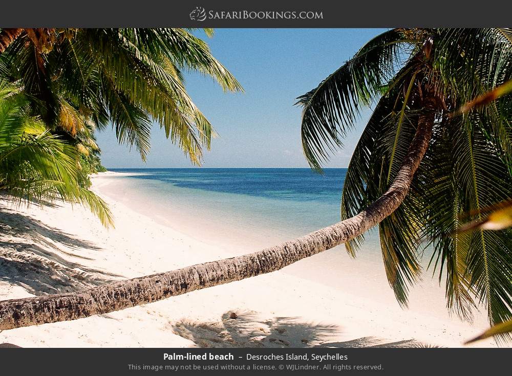 Palm-lined beach in Desroches Island, Seychelles