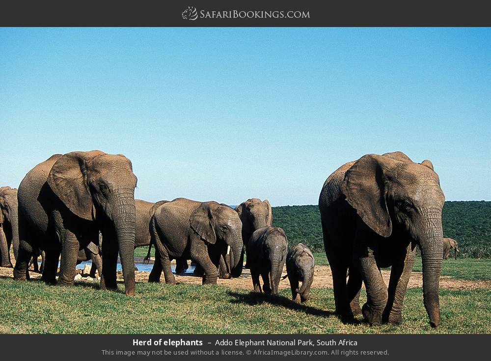 Herd of elephants in Addo Elephant National Park, South Africa