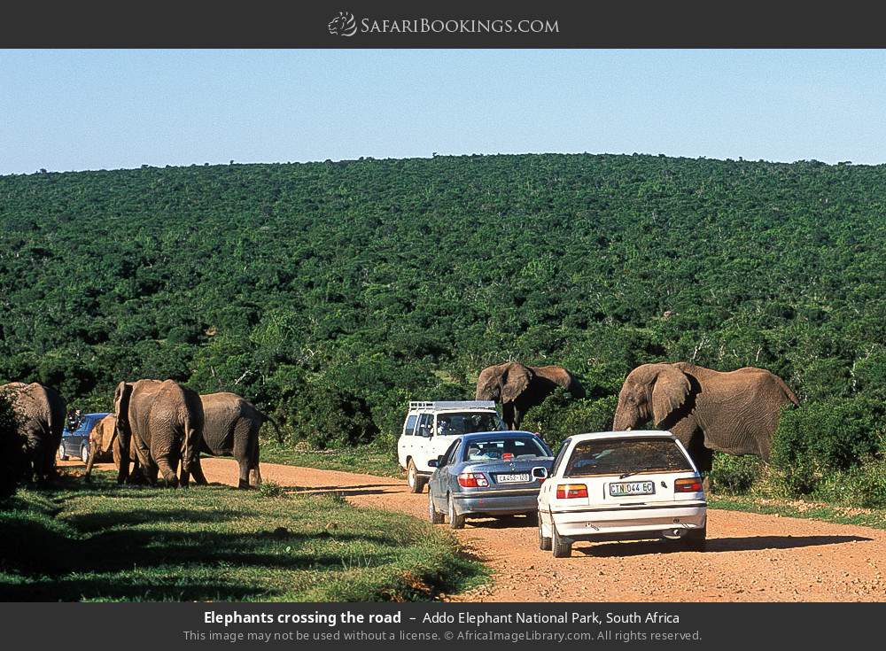 Elephants crossing the road in Addo Elephant National Park, South Africa