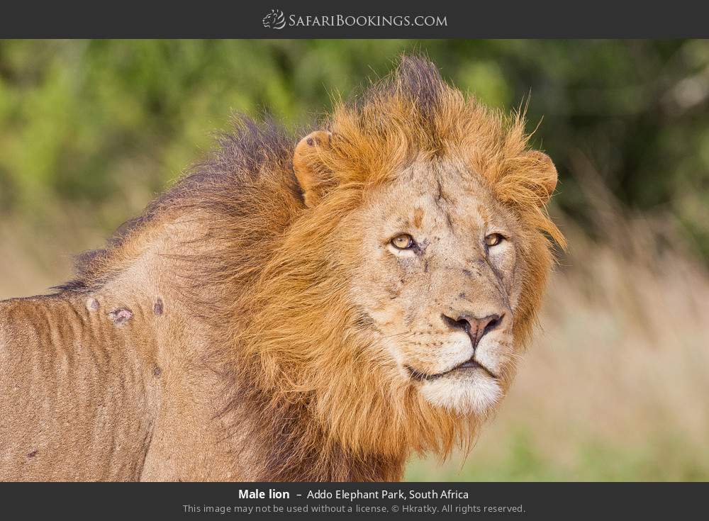 Male lion in Addo Elephant National Park, South Africa