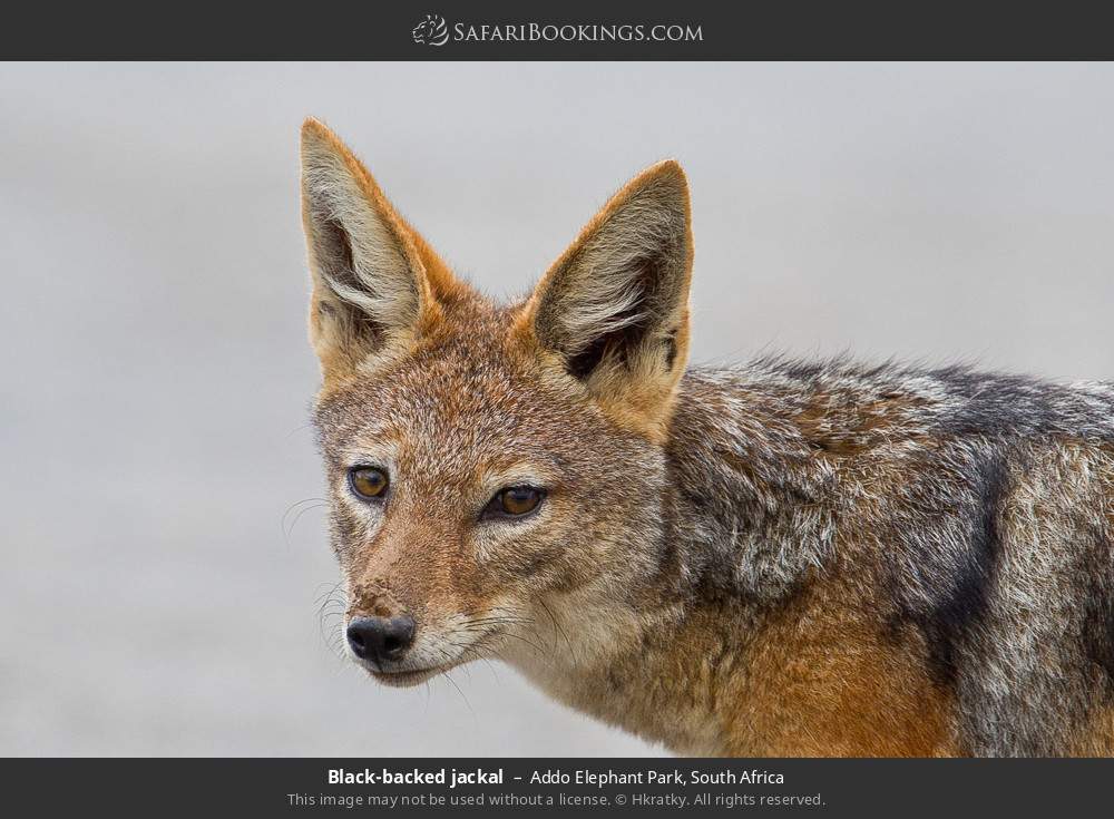 Black-backed jackal in Addo Elephant National Park, South Africa