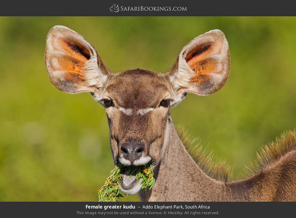 Female greater kudu in Addo Elephant National Park, South Africa