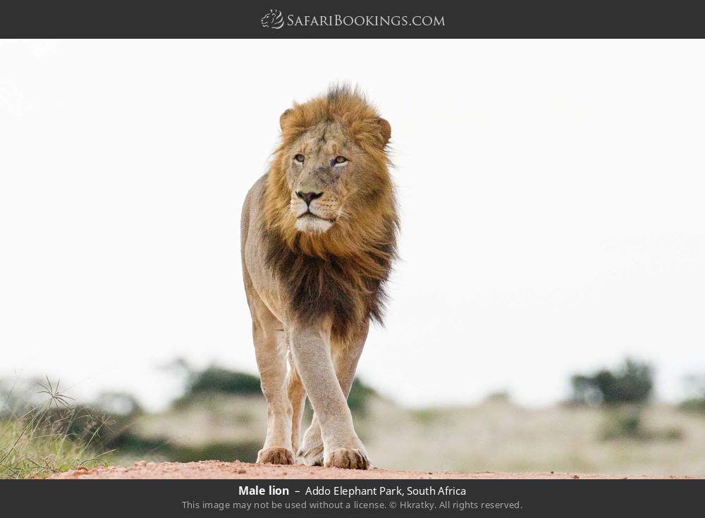 Male lion in Addo Elephant National Park, South Africa