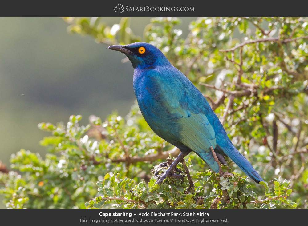 Cape starling in Addo Elephant National Park, South Africa