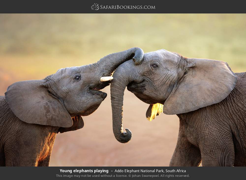 Young elephants playing in Addo Elephant National Park, South Africa