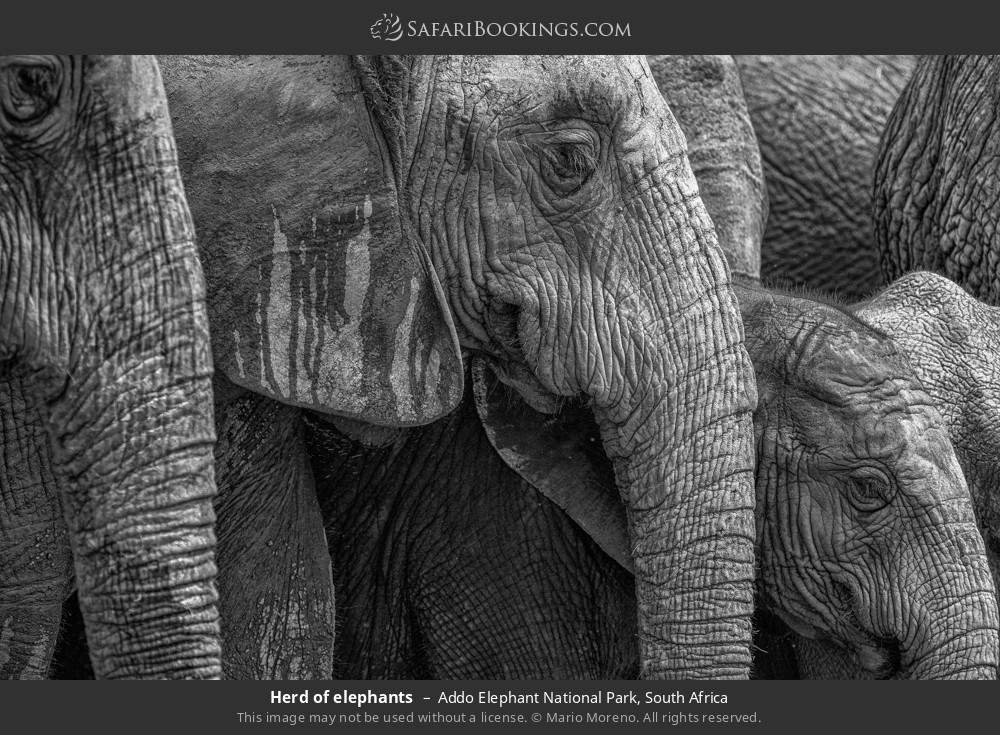 Herd of elephants in Addo Elephant National Park, South Africa