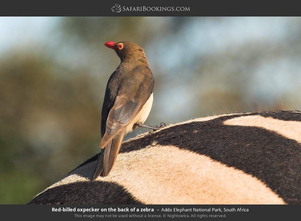 Red-billed oxpecker on the back of a zebra in Addo Elephant National Park, South Africa