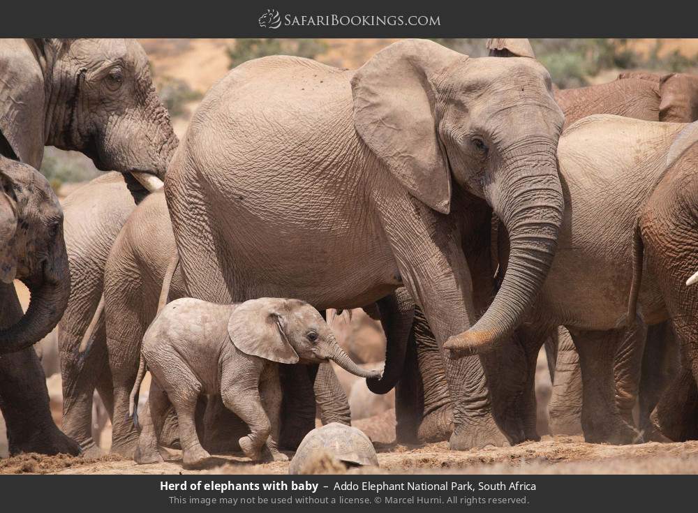 Herd of elephants with baby in Addo Elephant National Park, South Africa