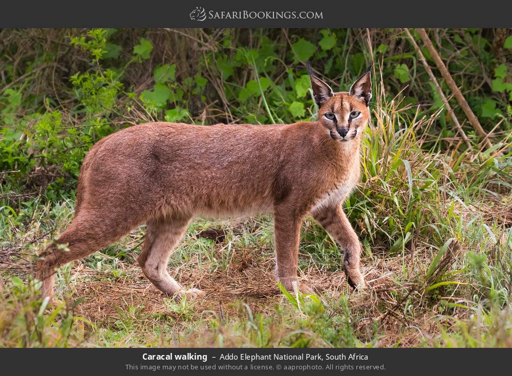 Caracal walking in Addo Elephant National Park, South Africa
