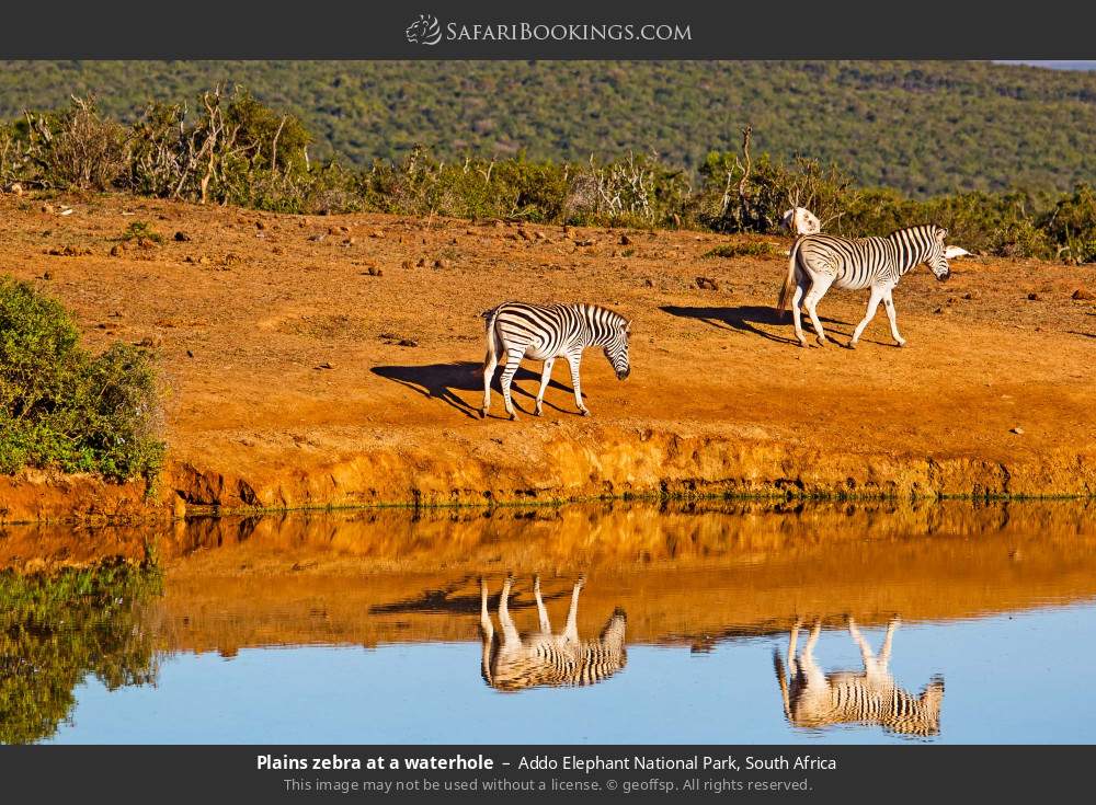 Plains zebra at a waterhole in Addo Elephant National Park, South Africa