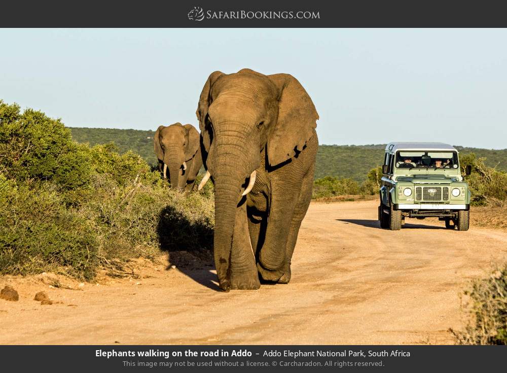 Elephants walking on the road in Addo in Addo Elephant National Park, South Africa