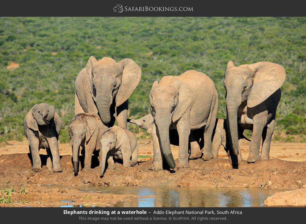 Elephants drinking at a waterhole in Addo Elephant National Park, South Africa