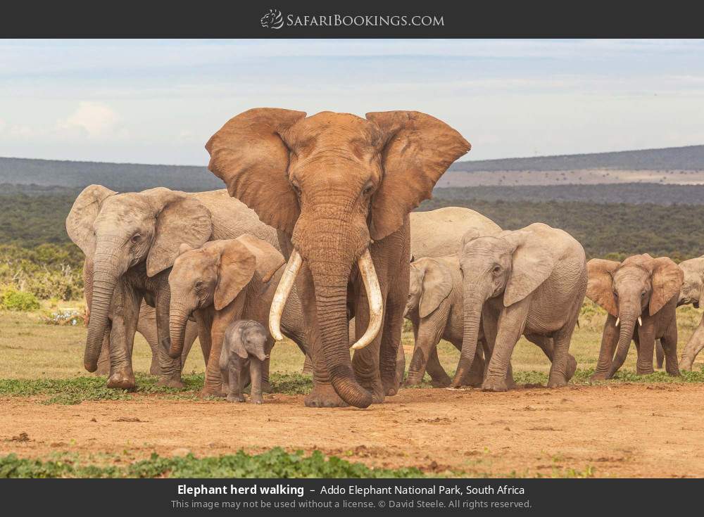 Elephant herd walking in Addo Elephant National Park, South Africa