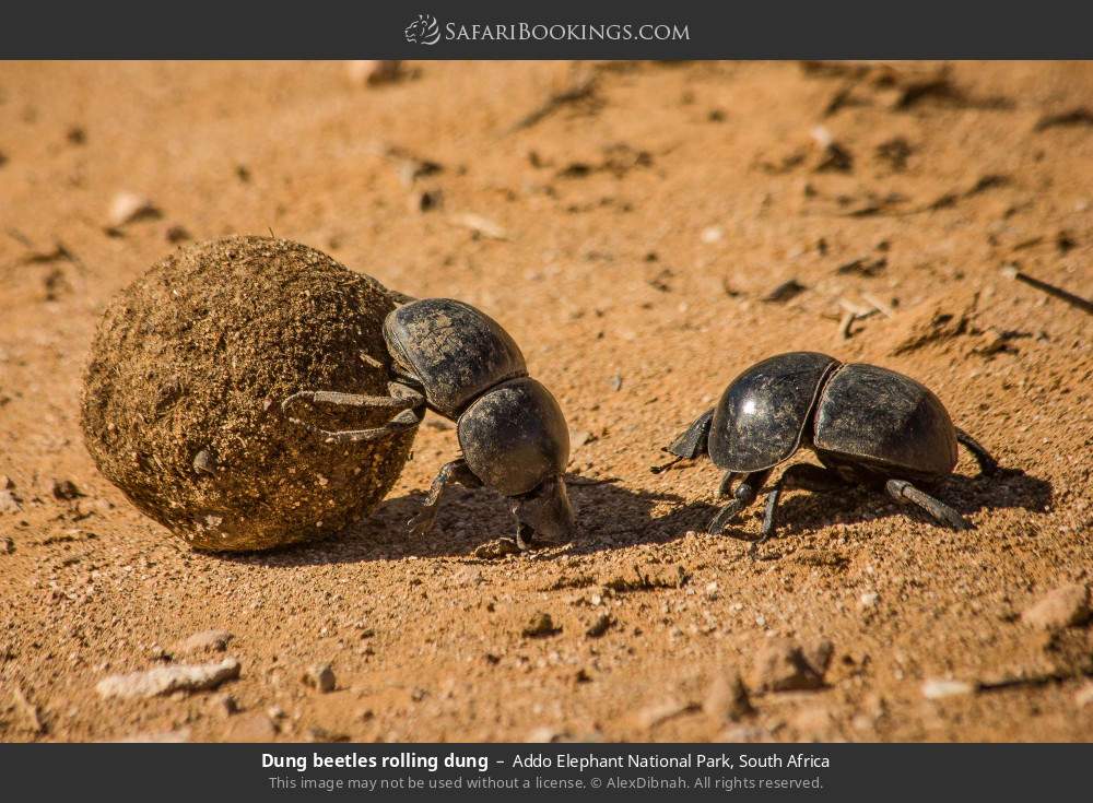 Dung beetles rolling dung in Addo Elephant National Park, South Africa