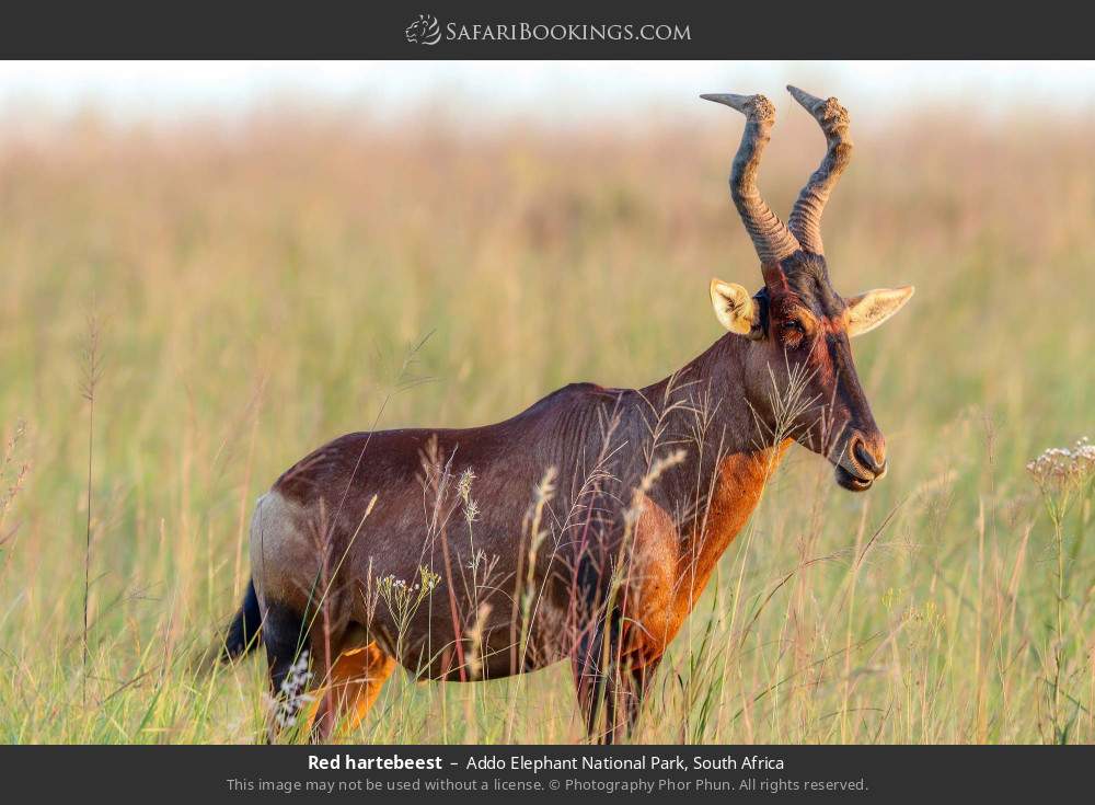 Red hartebeest in Addo Elephant National Park, South Africa