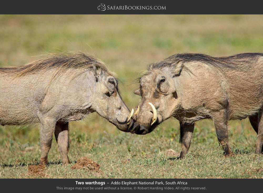 Two warthogs in Addo Elephant National Park, South Africa