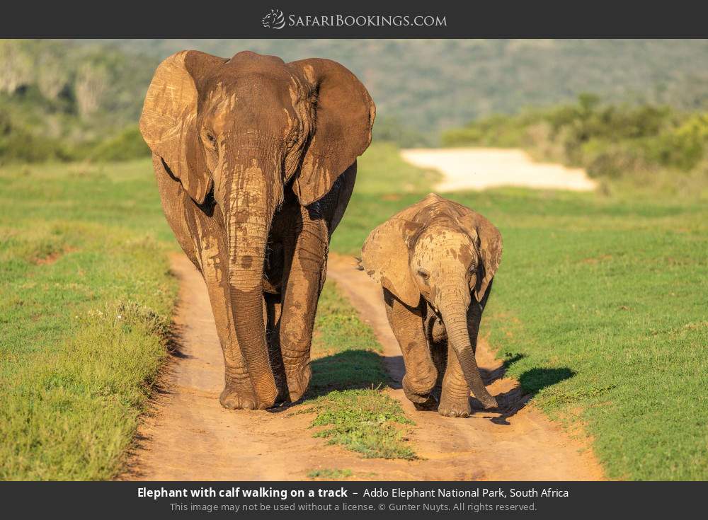 Elephant with calf walking on a track in Addo Elephant National Park, South Africa