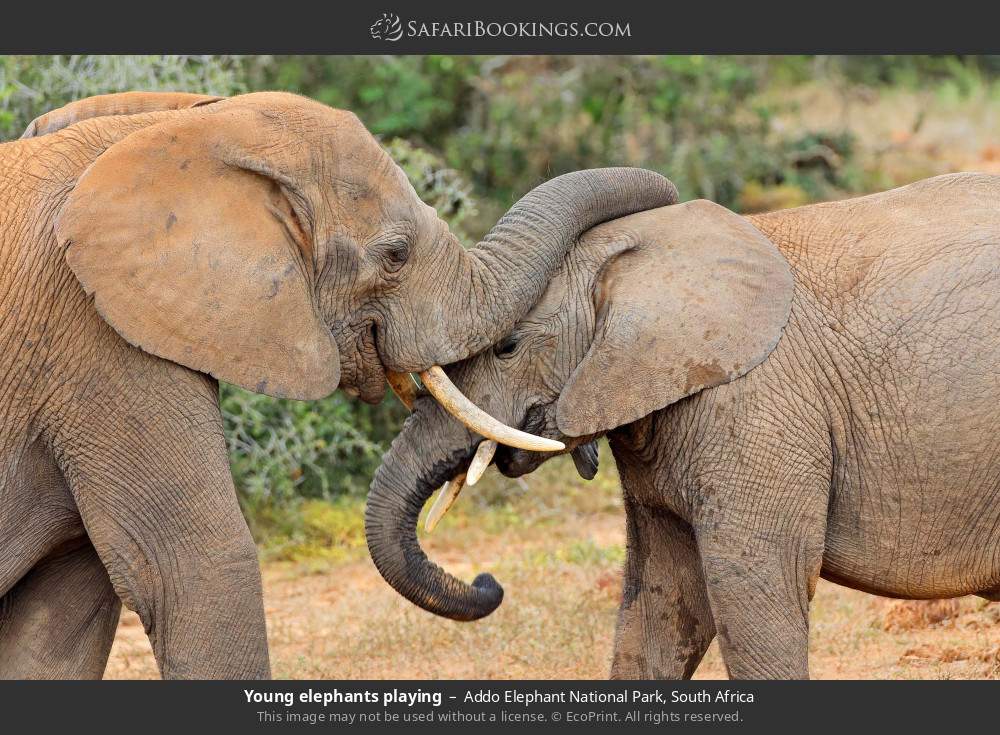 Young elephants playing in Addo Elephant National Park, South Africa