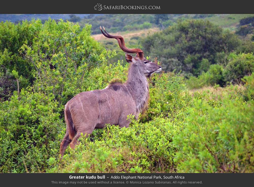 Greater kudu bull in Addo Elephant National Park, South Africa