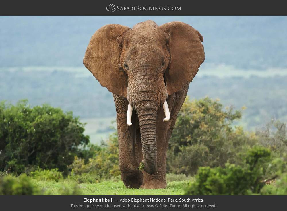 Elephant bull in Addo Elephant National Park, South Africa
