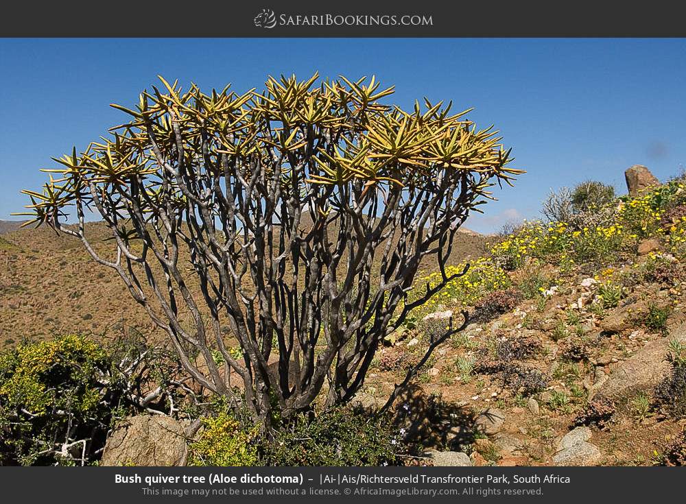 Bush quiver tree (Aloe dichotoma) in |Ai-|Ais/Richtersveld Transfrontier Park, South Africa