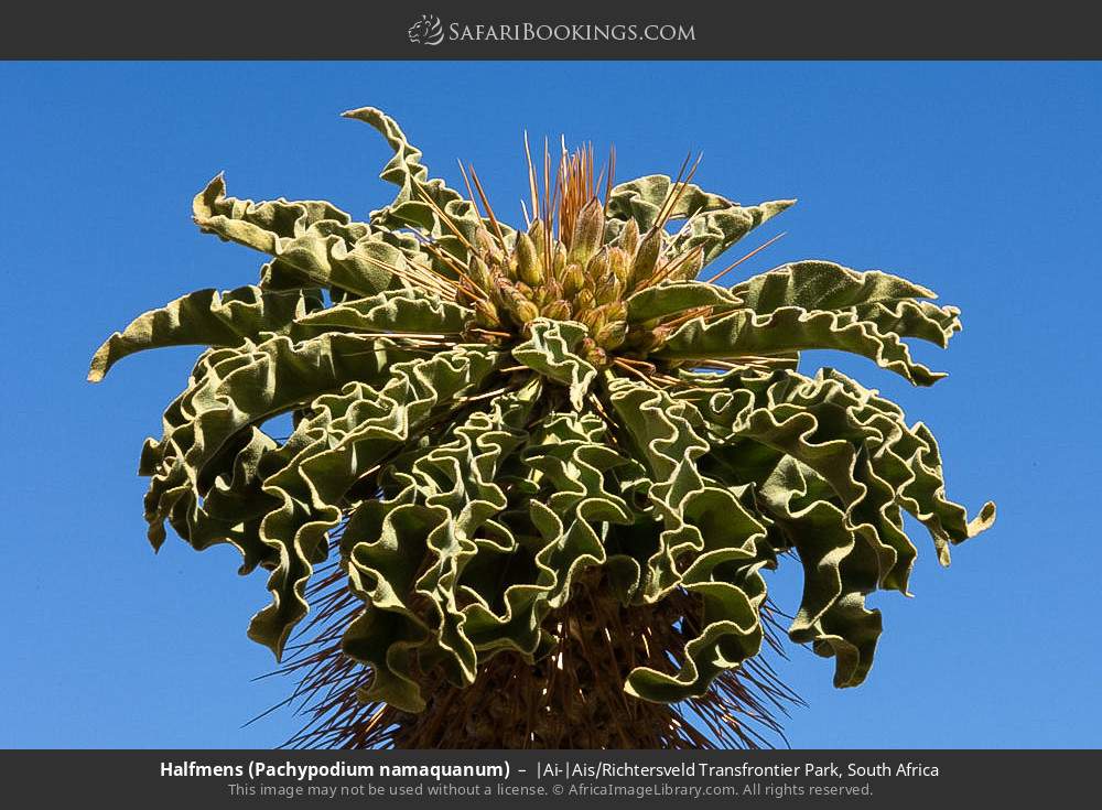Halfmens (Pachypodium namaquanum) in |Ai-|Ais/Richtersveld Transfrontier Park, South Africa