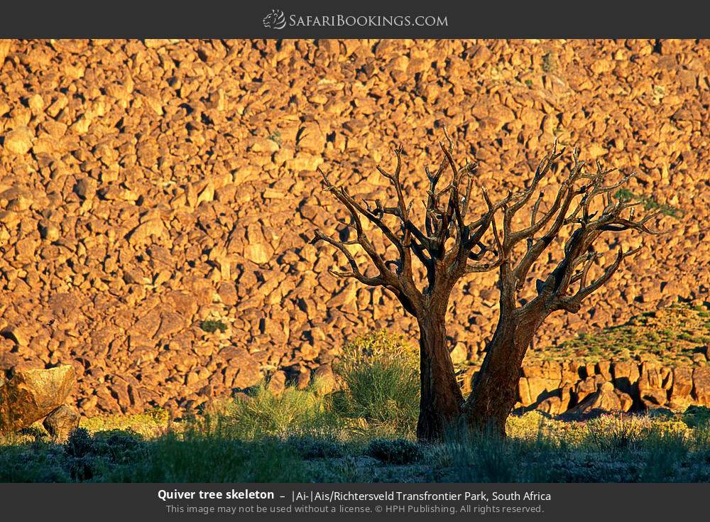 Quiver tree skeleton in |Ai-|Ais/Richtersveld Transfrontier Park, South Africa